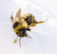 Bombus rufocinctus image