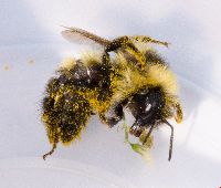 Bombus rufocinctus image