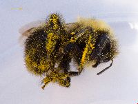 Bombus rufocinctus image