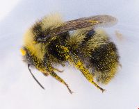 Bombus rufocinctus image