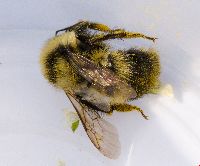 Bombus rufocinctus image