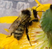 Bombus rufocinctus image