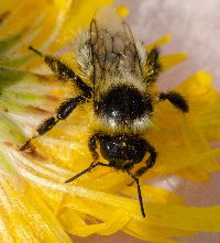 Bombus rufocinctus image