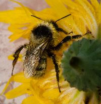 Bombus rufocinctus image
