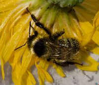 Bombus rufocinctus image
