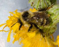 Bombus rufocinctus image