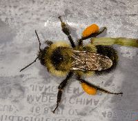 Bombus sandersoni image