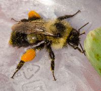 Bombus sandersoni image