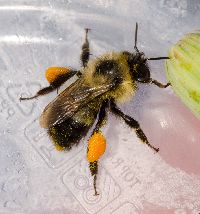 Bombus sandersoni image