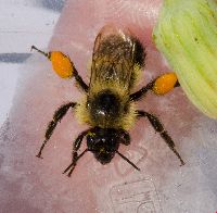 Bombus sandersoni image