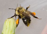 Bombus sandersoni image