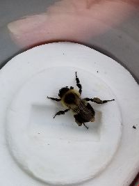 Bombus impatiens image