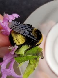 Bombus auricomus image