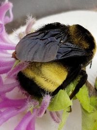 Bombus auricomus image