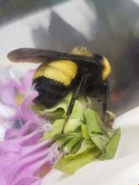 Bombus auricomus image