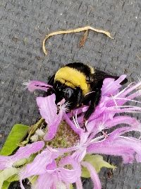 Bombus auricomus image