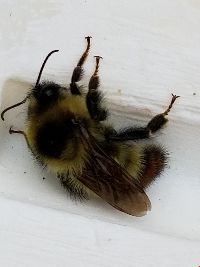 Image Associated With the Occurrence