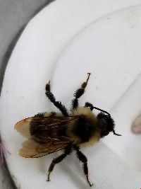 Bombus citrinus image