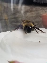 Bombus citrinus image