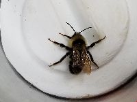 Bombus citrinus image