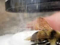 Bombus citrinus image