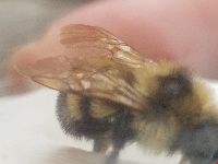Bombus citrinus image