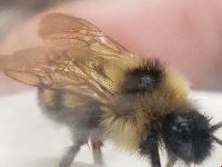 Bombus citrinus image