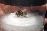 Bombus terricola image