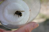 Bombus flavidus image