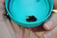 Bombus terricola image