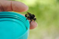 Bombus terricola image