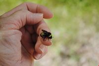 Bombus terricola image