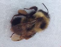 Bombus sandersoni image