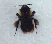 Bombus sandersoni image