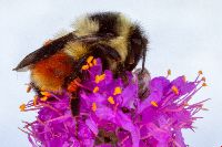 Bombus ternarius image