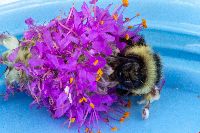Bombus ternarius image