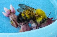 Bombus perplexus image
