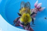 Bombus perplexus image