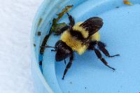Bombus fervidus image