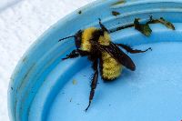 Bombus fervidus image