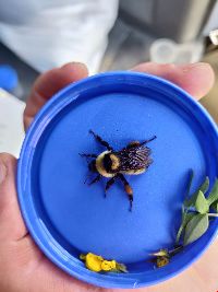 Bombus fervidus image