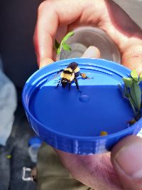 Bombus fervidus image