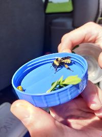Bombus fervidus image