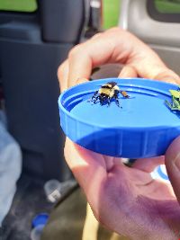 Bombus fervidus image
