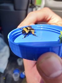 Bombus fervidus image