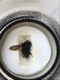 Bombus borealis image