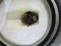 Bombus borealis image