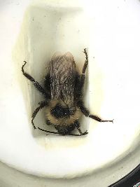 Bombus citrinus image