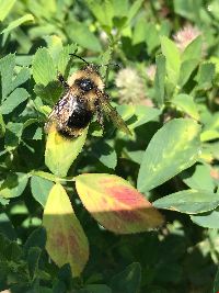 Bombus citrinus image