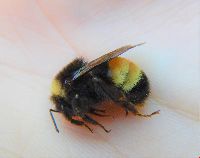 Bombus terricola image